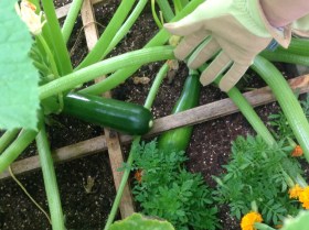 Zucchini Getting Close